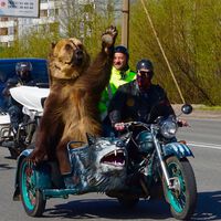 "Un día normal en Rusia". El motoclub que utiliza a un oso de circo: lo pasean con bozal en sidecar para conseguir likes